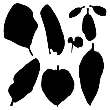 Yaprak siluet koleksiyonu, yaprak seti. Yerel bahar yaprakları, canlı orman ve ev bitkilerinden yapılmış el yapımı elementlerin botanik çizimi. Vektör.