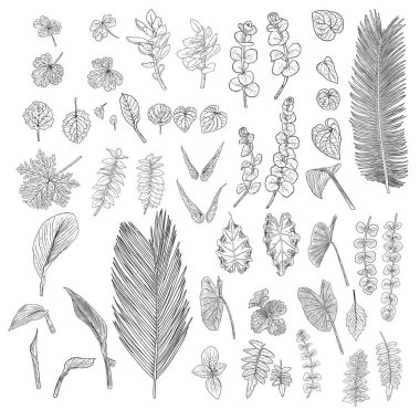 Yaprak koleksiyonu, yapraklar. Yerel bahar yaprakları, canlı orman ve ev bitkilerinden yapılmış el yapımı elementlerin botanik çizimi. Vektör.