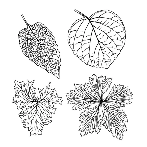 Domestique Maison Forêt Urbaine Feuilles Saisonnières Ensemble Dessin Collections Feuilles — Image vectorielle