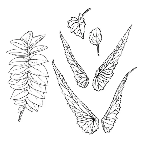 家庭や都市の森の季節の葉のセットを描く 季節の葉のコレクション 花のデザイン要素 夏の販売のプリント ベクター — ストックベクタ