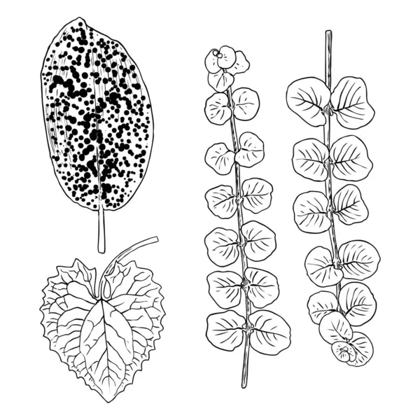 Varias Hojas Del Bosque Establecidas Ramas Árboles Aislados Hojas Hierbas — Vector de stock