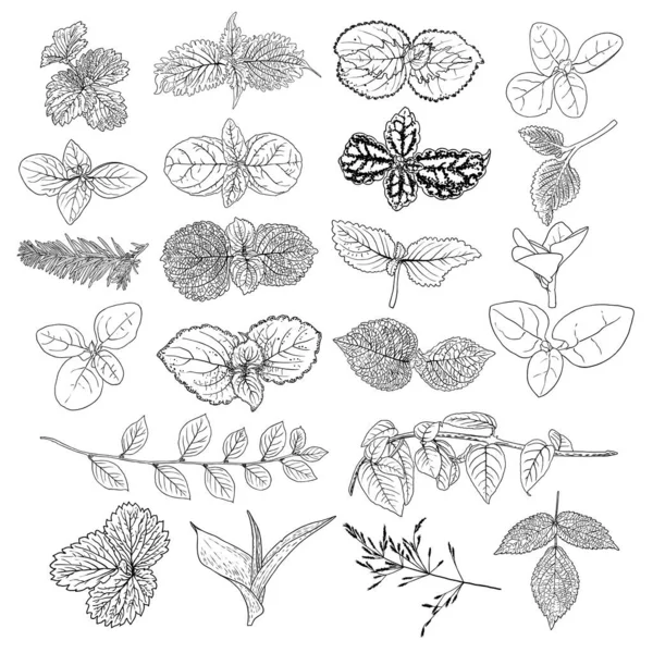 Bladcollectie Blad Set Huiselijke Voorjaarsbladeren Botanische Illustratie Van Handtekeningselementen Gemaakt — Stockvector