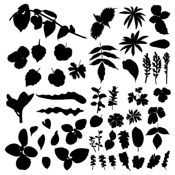 Grote Set Vectorsilhouetten Van Tropische Bladeren Botanische Geïsoleerde Exotische Plantenelementen — Stockvector