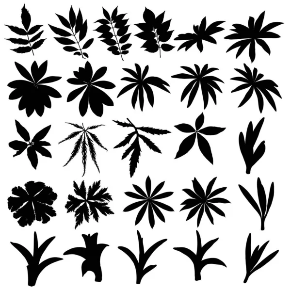 各种森林落叶 独立的树枝和草本植物叶或树叶的轮廓 由真正的活体植物制成 — 图库矢量图片