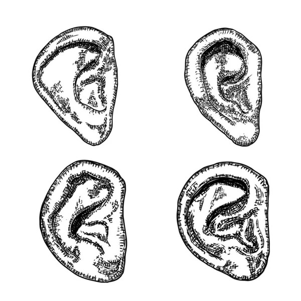 刻まれた手描きのスタイルで様々な人間の耳の解剖学的体の部分のセット 装飾魔女 ブードゥー教の魔法の属性の様式化された図面 ハロウィンのイラスト ベクトル — ストックベクタ