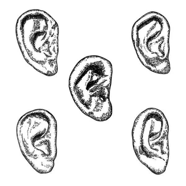 Set Various Human Ear Anatomy Body Part Engraved Hand Drawn — Stock Vector