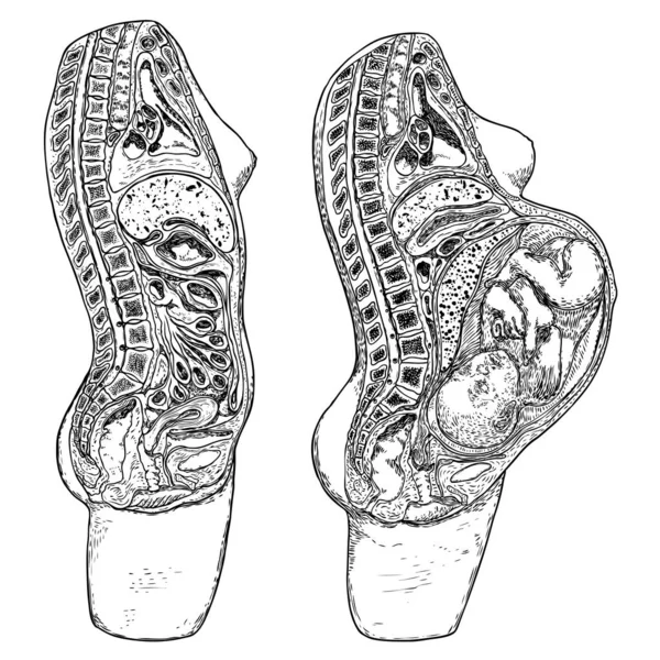 Schéma Ženy Těhotenství Nastaveno Detailní Anatomie Ženských Orgánů Březost Období — Stockový vektor