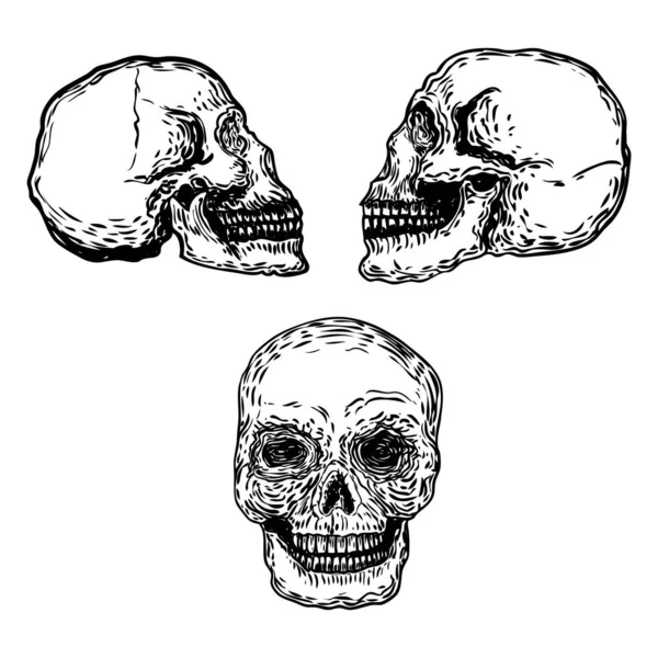 Conjunto Crânios Humanos Decorativos Diferentes Direções Ilustração Desenhada Mão Desenho — Vetor de Stock