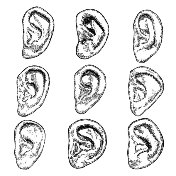 Set Various Human Ear Anatomy Body Part Engraved Hand Drawn — Stock Vector