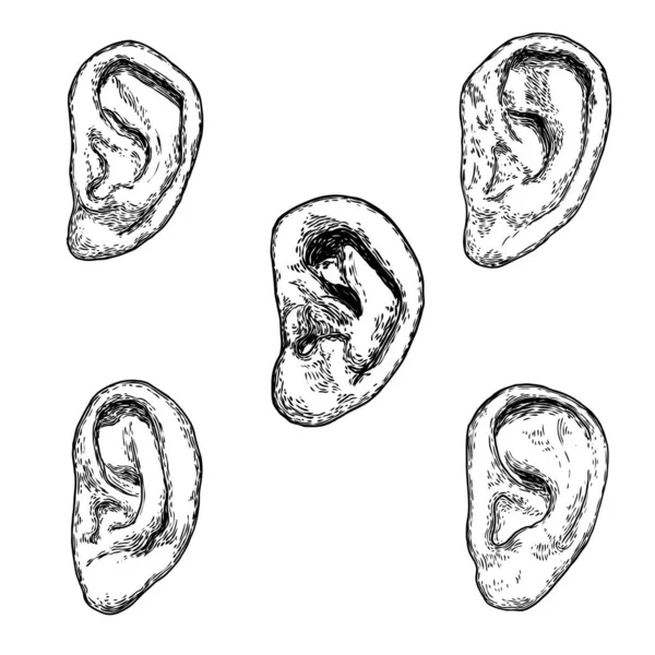 刻まれた手描きのスタイルで様々な人間の耳の解剖学的体の部分のセット 装飾魔女 ブードゥー教の魔法の属性の様式化された図面 ハロウィンのイラスト ベクトル — ストックベクタ