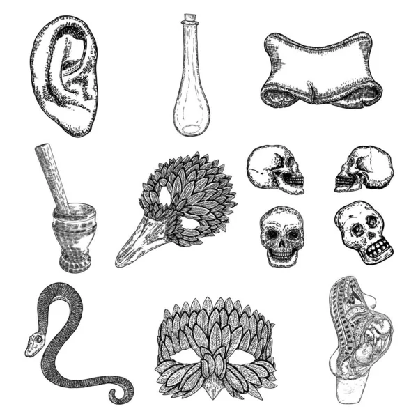 魔術魔術 オカルト属性装飾要素のセット 人間の頭蓋骨は モルタル 鳥のマスク ガラス瓶 女性の体内の人間の胚を設定します ハロウィーンの準備だ ベクトル — ストックベクタ