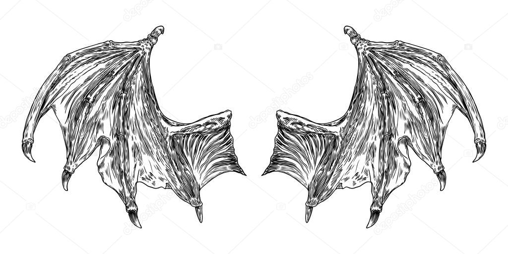 Hand drawn vintage etched woodcut fallen angel or vampire detailed wings. Dragon or gargoyle wings. Heraldic wings for tattoo and mascot design. Isolated sketch collection. Vector.