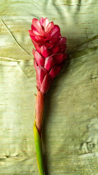 Beautiful tropical exotic flower on the banana leaves. Close-up shot of Hawaiian Hibiscus or Ginger floral from rainforest or garden. Leaf background with red bloom fern.