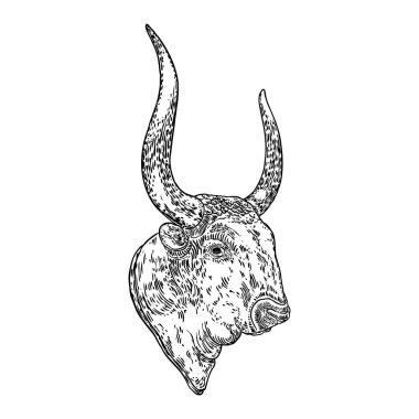 Öküz, boğa ya da erkek inek kafası. Çin mutlu yıllar 2021 sembolü ve burç işareti. Öküz ve Ay 'ın yeni yılı. El çizim vektörü.