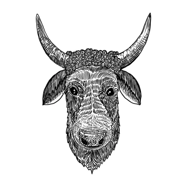 公牛或公牛的头 中国庆祝2021年新年的标志和星座 牛年和农历新年 手绘矢量 — 图库矢量图片
