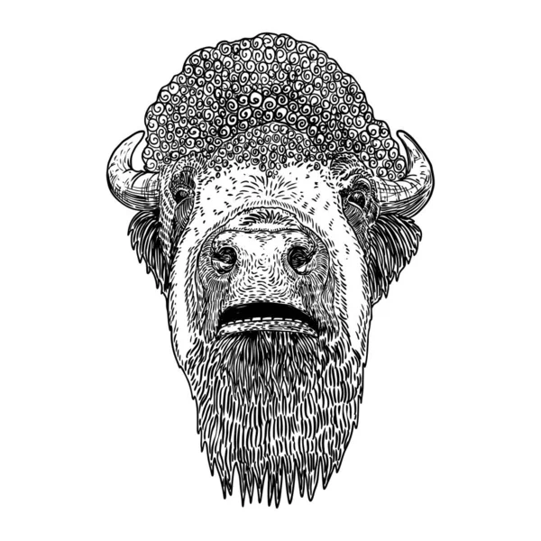 Retrato Cabeza Bisonte Nativo Americano Dibujo Manual Búfalo Cara Toro — Vector de stock