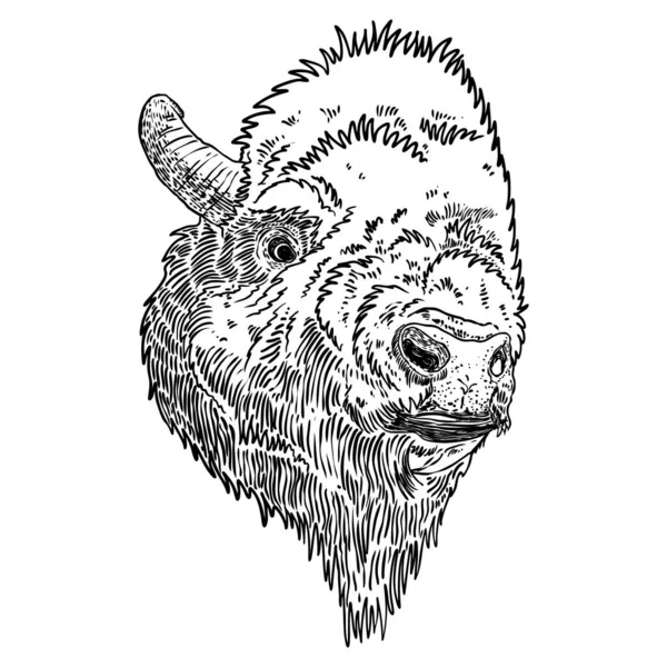 Head Portrait Native American Bison Buffalo Hand Drawing Bull Face — Stock Vector