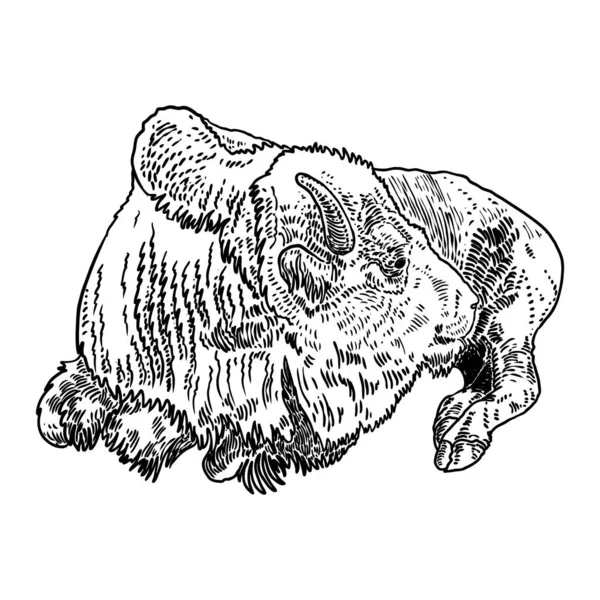 Bison Amérindien Corps Entier Dessin Main Buffalo Visage Taureau Symbole — Image vectorielle