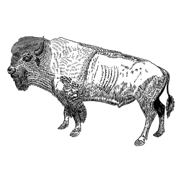 Bisonte Nativo Americano Cuerpo Entero Dibujo Manual Búfalo Cara Toro — Archivo Imágenes Vectoriales