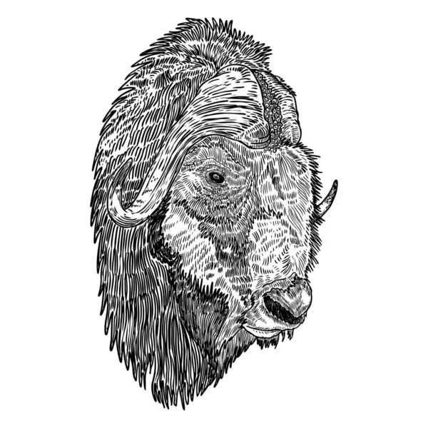 Retrato Cabeza Bisonte Nativo Americano Dibujo Manual Búfalo Cara Toro — Vector de stock