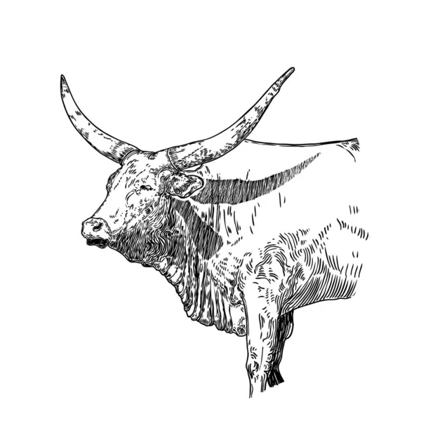 Boi Touro Cabeça Vaca Masculina Ano Novo Feliz Chinês 2021 — Vetor de Stock