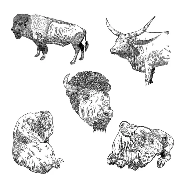 セット 頭部の肖像画の手描きと異なるポーズで立っている バイソンと家畜の牛を切り取る 中国の旧正月2021シンボルはOxです ベクトル — ストックベクタ