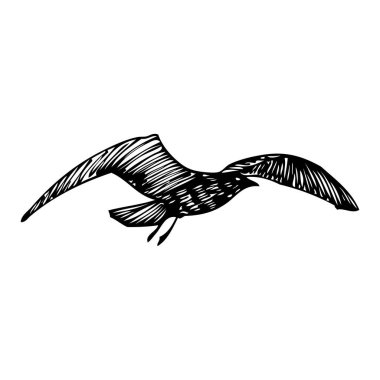 Siyah martı, deniz martı kuşu elle çizilmiş. Çizim yapıyorum. Denizci için ilham verici vücut dövmesi mürekkebi. denizcilik vektörü.