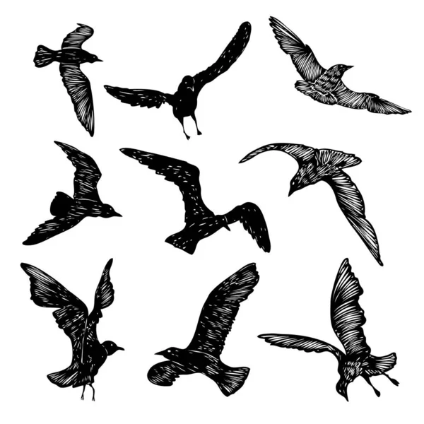 Conjunto Trazos Dibujados Mano Negro Aves Gaviotas Bandada Dibujo Aves — Vector de stock