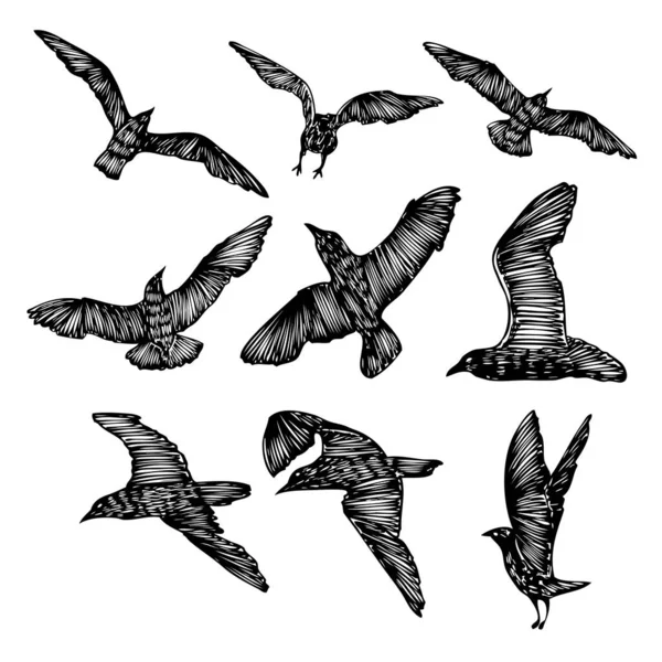 Set Birds Flock Flying Seagulls Hand Drawn Textured Sketch Sea — Stock Vector