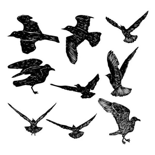 ดของนกกระรอก สเก รอยส กของกะลาส ทะเล าของนกนางนวลทะเลบ นบนพ นหล ขาว ดนาว — ภาพเวกเตอร์สต็อก