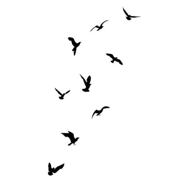 Silhouette set of flying seagulls birds on white background. Inspirational body flash tattoo ink of sea birds. Vector.