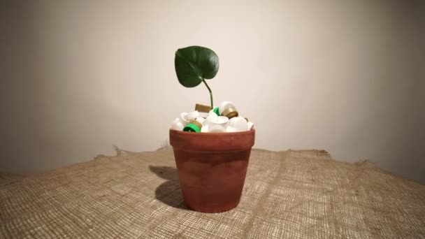 プラスチックごみでいっぱいのポットで緑の成長している植物。農業や園芸や生態系の災害。再生不可能なプラスチックごみ汚染による環境破壊的黙示録の概念. — ストック動画