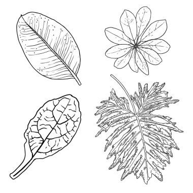 Çiçek tasarım elementleri. Dallarla ayrılır. Yeşillik çimenler, ev bitkisi dalları. Vektör.