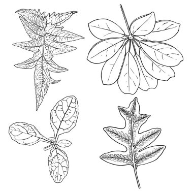 Çiçek tasarım elementleri. Dallarla ayrılır. Yeşillik çimenler, ev bitkisi dalları. Vektör.