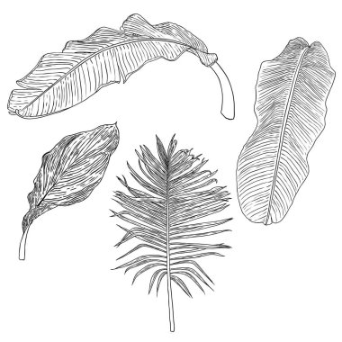 El yapımı botanik yapraklar dallar ve eğreltiotu. Evcil ev çiçekleri tasarım elementleri. Düğün davetiyeleri ve yaz indirimi afişleri için çizimler yapıyorum. Vektör.