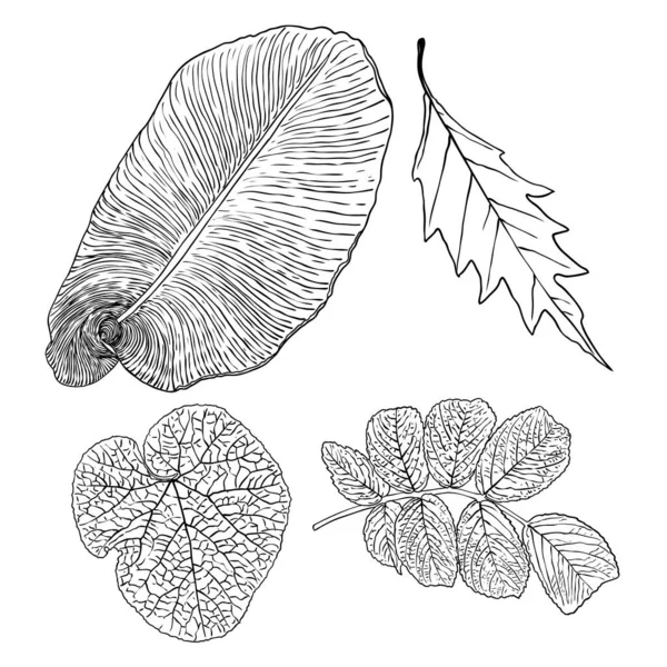 Domestizierte Haus Und Stadtwald Saisonale Blätter Zeichnung Gesetzt Sammlungen Saisonaler — Stockvektor