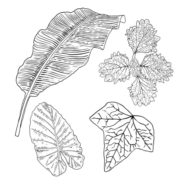 Domestique Maison Forêt Urbaine Feuilles Saisonnières Ensemble Dessin Collections Feuilles — Image vectorielle