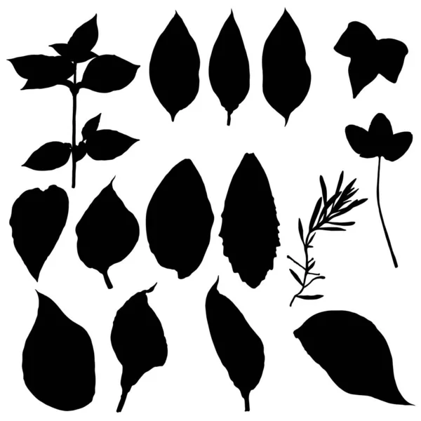 黒い様々な森林の葉が設定されます 孤立した木の枝やハーブの葉や葉のシルエット 本物の植物で作られた ベクトル — ストックベクタ