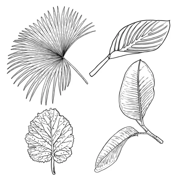 Eléments Design Floral Feuilles Avec Branches Ensemble Herbe Verdure Domestique — Image vectorielle