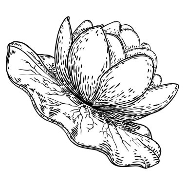 Lotus çiçeği ve git. Lily 'nin çiçekli bitki örtüsünü çizdim. Hint dini saflığın ve aydınlanmanın sembolü. Siyah beyaz, el çizimi ıssız su birikintisi zambağı çiçeği. Vektör.