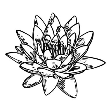 Lotus çiçeği. Çiçekli botanik suyu çiçeği. Issız, çiçek açan bir gölet. Manevi beden ve zihin tasarımları için nilüfer çiçeği, spa, meditasyon, din, yoga. Vektör.