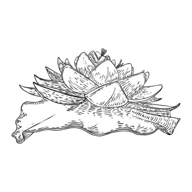 Lotus çiçeği ve git. Lily 'nin çiçekli bitki örtüsünü çizdim. Hint dini saflığın ve aydınlanmanın sembolü. Siyah beyaz, el çizimi ıssız su birikintisi zambağı çiçeği. Vektör.