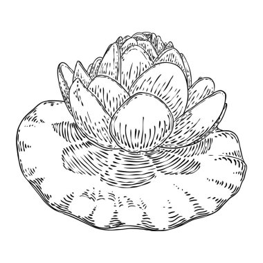 Lotus çiçeği ve git. Lily 'nin çiçekli bitki örtüsünü çizdim. Hint dini saflığın ve aydınlanmanın sembolü. Siyah beyaz, el çizimi ıssız su birikintisi zambağı çiçeği. Vektör.