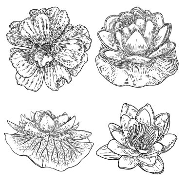 Nilüfer çiçekleri ve yapraklar. Nilüferlerin çiçek desenlerini çizdim. Hint dini saflığın ve aydınlanmanın sembolü. Siyah beyaz, el çizimi ıssız su birikintisi zambağı çiçeği. Vektör.