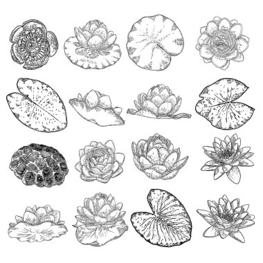 Lotus çiçekleri. Çiçekli bitkisel su çiçekleri. Issız bir gölet, kır çiçekleri. Manevi beden ve zihin tasarımları, spa, meditasyon, din, yoga için nilüfer çiçeği koleksiyonu. Vektör.