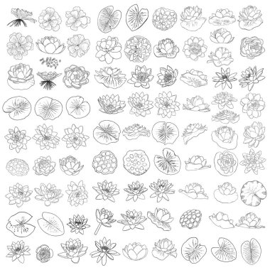 Nilüfer seti, sanat eserleri tarzında. Nilüfer çiçeği koleksiyonu çiçek açar. Siyah beyaz, el çizimi ıssız su birikintisi zambağı çiçeği. Vücut ve akıl elementleri tasarlar. Vektör.