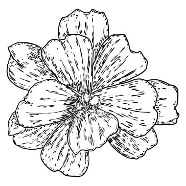 Lotus çiçeği. Çiçekli botanik suyu çiçeği. Issız, çiçek açan bir gölet. Manevi beden ve zihin tasarımları için nilüfer çiçeği, spa, meditasyon, din, yoga. Vektör.