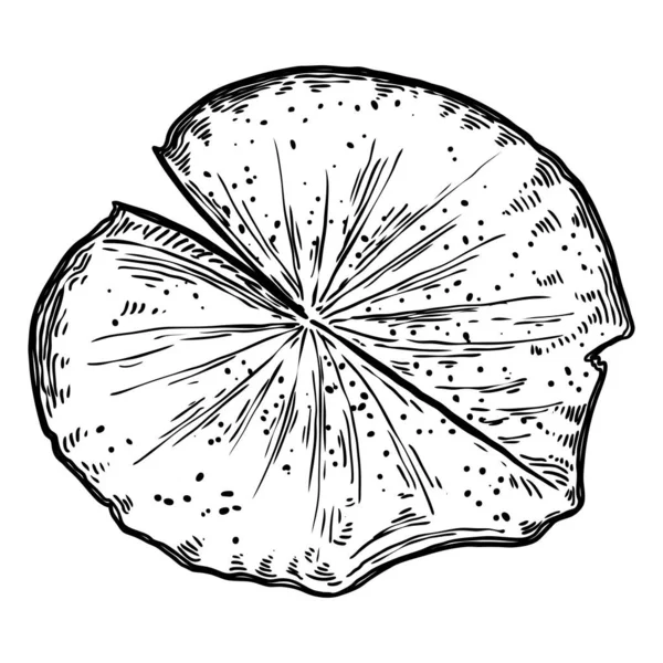 Lotusblatt Isoliert Zeichnung Des Seerosenblattes Vektor — Stockvektor