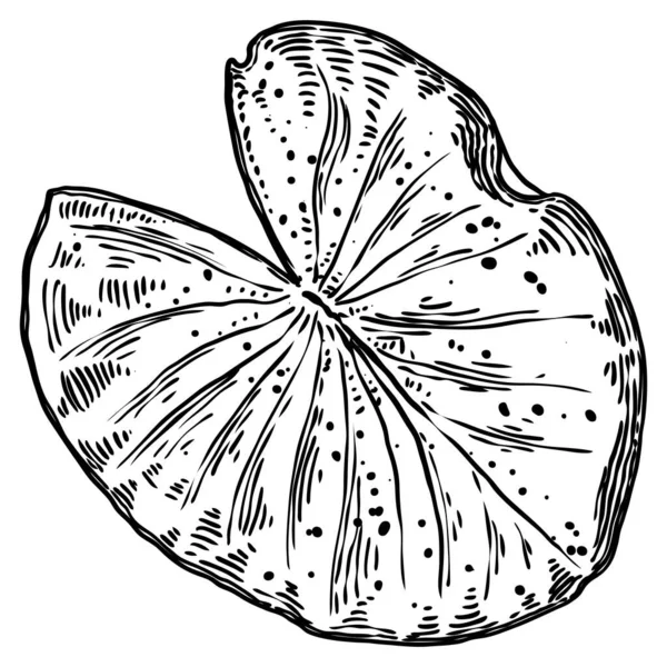 Foglia Loto Isolata Disegno Foglie Ninfee Vettore — Vettoriale Stock