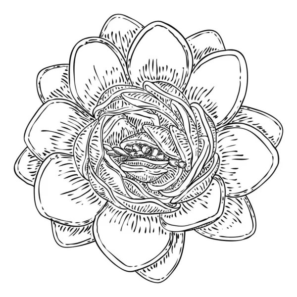 Fleur Lotus Floraison Botanique Fleur Nénuphar Étang Floraison Isolé Fleurs — Image vectorielle